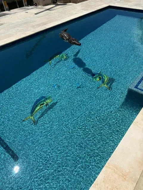 Closeup of mahi-mahi and sea turtle mosaic tiles in pool